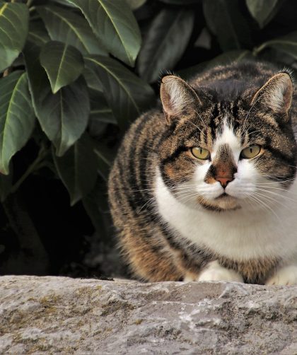 macska